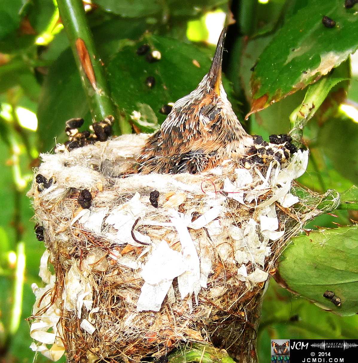 Allen's Hummingbird nest and chick with colors appearing in the feathers